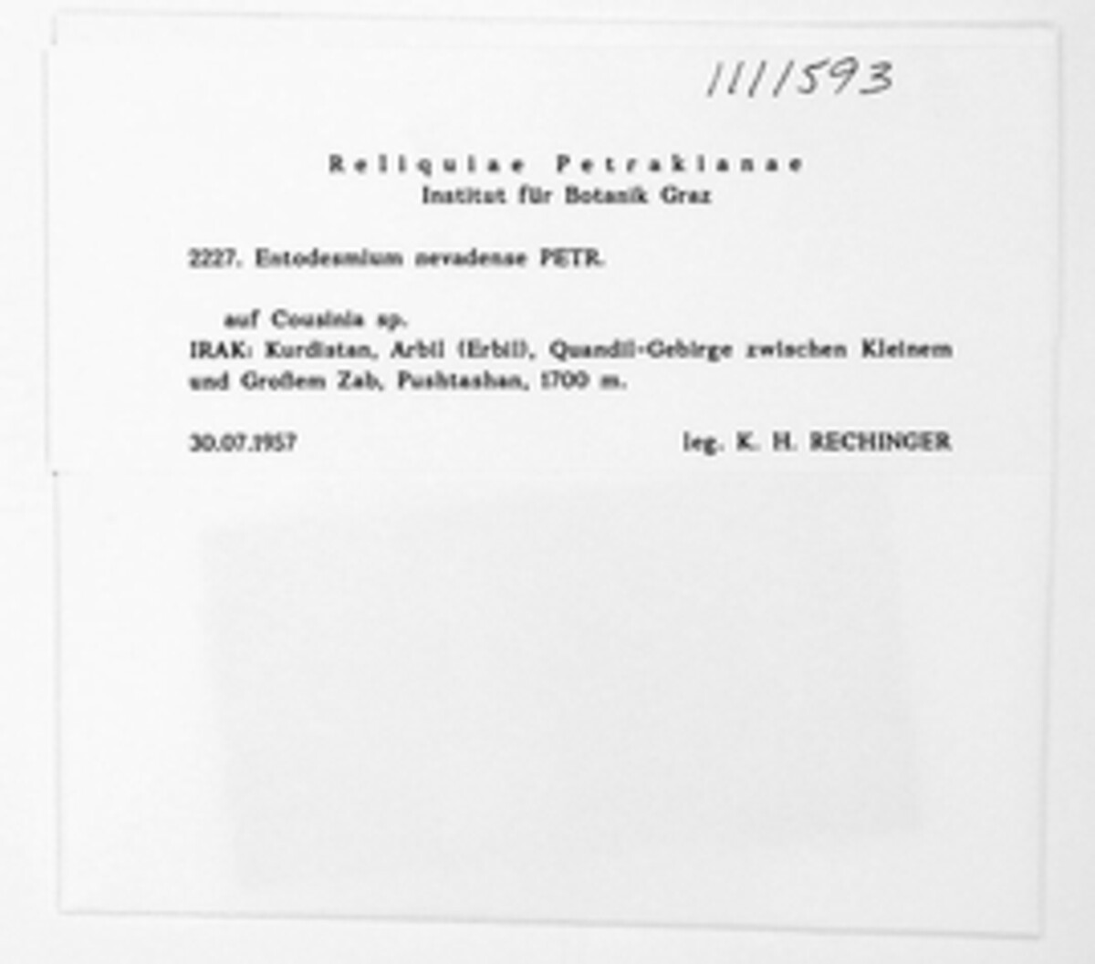 Entodesmium nevadense image